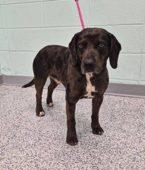 Terrier Dogs Available for Adoption - Rucker | PetCurious