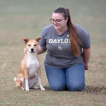 Cattle Dog Dogs Available for Adoption - Hazel Grace | PetCurious