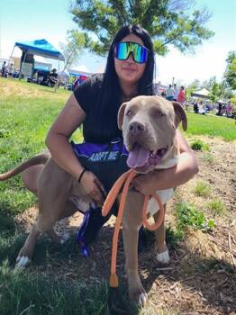 HENDRIX -  Pit Bull Terrier and Mixed Breed Dog for Adoption in Albuquerque, New Mexico - HENDRIX | PetCurious
