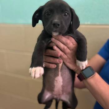 Oak -  Mixed Breed Dog for Adoption in New York, New York - Oak | PetCurious