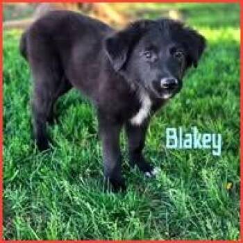 Mixed Breed Dogs Available for Adoption in Joliet, Illinois - Blakey | PetCurious