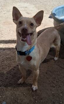 Gooseberry -  Chihuahua Dog for Adoption in Phoenix, Arizona - Gooseberry | PetCurious