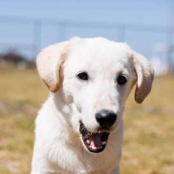 Labrador Retriever and Golden Retriever Dogs Available for Adoption in Niagara Falls, Ontario - Petal (20260416-01) | PetCurious