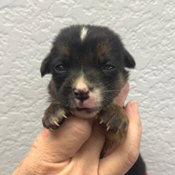 Velvet -  Chihuahua and Mixed Breed Dog for Adoption in Morton Grove, Illinois - Velvet | PetCurious