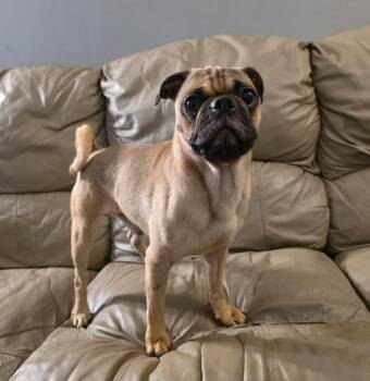 Pug and Puggle Dogs Available for Adoption in Manvel, Texas - Polo | PetCurious