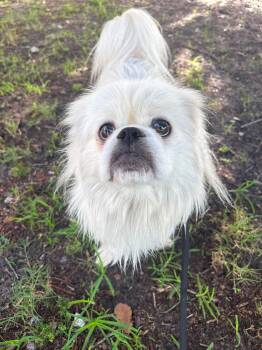 Marbles -  Mixed Breed Dog for Adoption in Myrtle Beach, South Carolina - Marbles | PetCurious