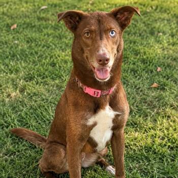 Cranberry -  Husky and Australian Kelpie Dog for Adoption in New Orleans, Louisiana - Cranberry | PetCurious