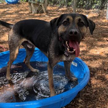 German Shepherd Dog and Labrador Retriever Dogs Available for Adoption in St. Augustine, Florida - Ruger | PetCurious