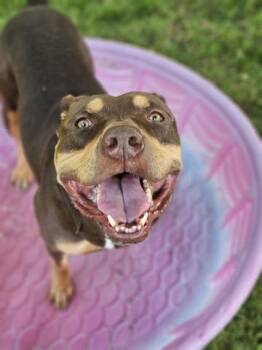 Goofy -  American Bully Dog for Adoption in Cobourg, Ontario - Goofy | PetCurious
