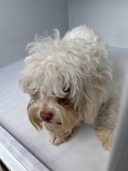 PEARL -  Poodle Dog for Adoption in Houston, Texas - PEARL | PetCurious