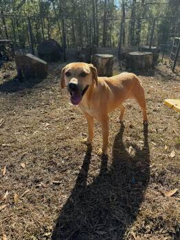 Rescue Black Mouth Cur Dogs for Adoption in Fosters, Alabama - LIZZIE | PetCurious