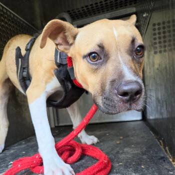 Clarice -  Pit Bull Terrier Dog for Adoption in Birmingham, Alabama - Clarice | PetCurious
