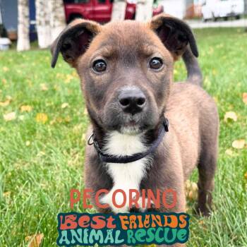 Pecorino -  Border Collie Dog for Adoption in Wasilla, Alaska - Pecorino | PetCurious