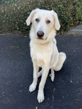 Sno Cone -  Great Pyrenees Dog for Adoption in Palo Alto, California - Sno Cone | PetCurious