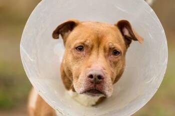Layla -  Mixed Breed Dog for Adoption in West Chester, Pennsylvania - Layla | PetCurious