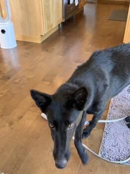 Flaca located in Montana -  Belgian Shepherd Malinois and Dutch Shepherd Dog for Adoption in Imlay City, Michigan - Flaca Located In Montana | PetCurious