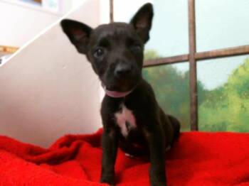 German Shepherd Dog and Mixed Breed Dogs Available for Adoption in Houston, Texas - VERA | PetCurious