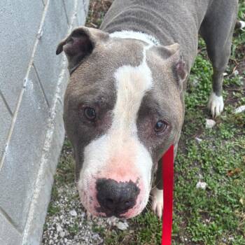 Gazpacho -  Mixed Breed Dog for Adoption in Oak Park, Illinois - Gazpacho | PetCurious