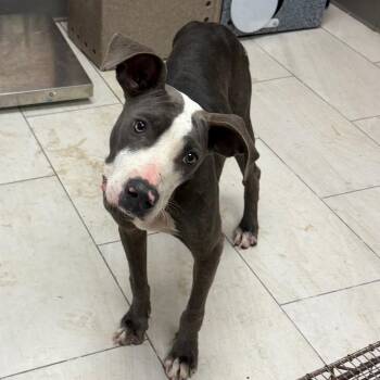 West -  Pit Bull Terrier Dog for Adoption in Lufkin, Texas - West | PetCurious