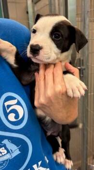 Kurt -  Mixed Breed Dog for Adoption in Morristown, New Jersey - Kurt | PetCurious