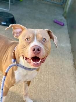 Buckingham -  Pit Bull Terrier Dog for Adoption in Chicago, Illinois - Buckingham | PetCurious