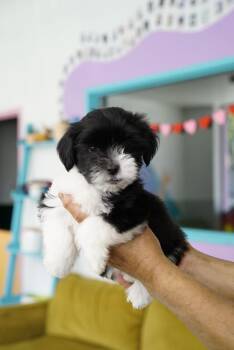 Johnny -  Shih Tzu Dog for Adoption in Pasadena, California - Johnny | PetCurious