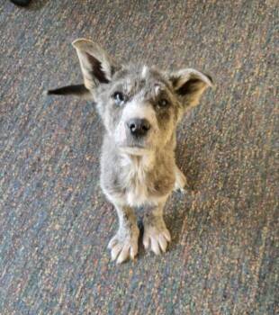Santos -  Mixed Breed Dog Available for Adoption in Winnipeg, Manitoba - Santos | PetCurious