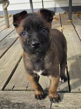 Moxie -  Belgian Shepherd Malinois Dog for Adoption - Moxie | PetCurious