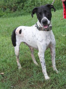 Barney (Photos July 10th 2026) -  Labrador Retriever Dog for Adoption in Marietta, Ohio - Barney (Photos July 10th 2026) | PetCurious