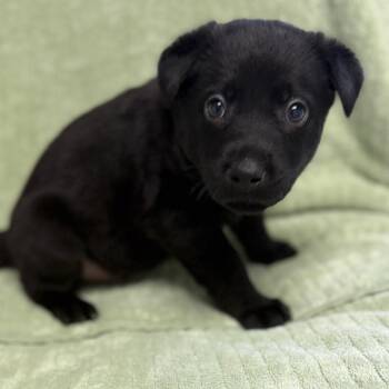 Labrador Retriever and Mixed Breed Dogs Available for Adoption in St. Peters, Missouri - Rigatoni | PetCurious