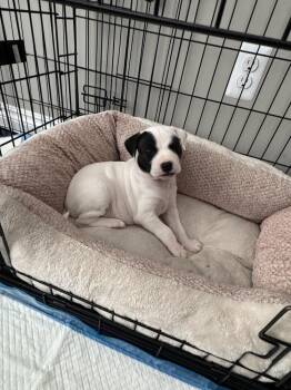 Lil Wayne -  Mixed Breed Dog for Adoption - Lil Wayne | PetCurious