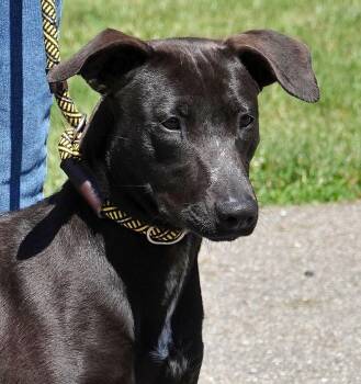 Mixed Breed Dogs Available for Adoption in Millfield, Ohio - Clover | PetCurious