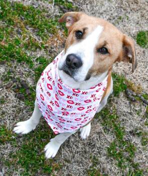 Rescue Labrador Retriever Dogs for Adoption in Shawnee, Oklahoma - Ivy | PetCurious