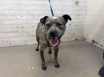 PINTO -  Pit Bull Terrier Dog for Adoption in San Bernardino, California - PINTO | PetCurious