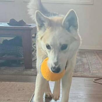 Husky Dogs Available for Adoption - Dusty | PetCurious