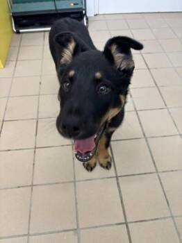 German Shepherd Dog and Mixed Breed Dogs Available for Adoption in Scottsbluff, Nebraska - Goose | PetCurious