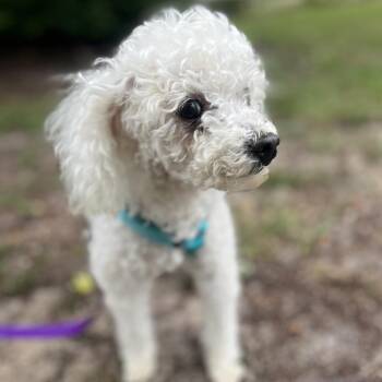 Poodle Dogs Available for Adoption in Alafaya, Florida - Sadie | PetCurious