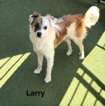 Australian Shepherd Dogs Available for Adoption in Lucas, Texas - Larry | PetCurious