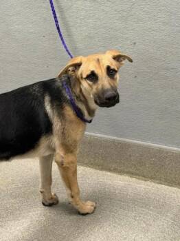 MAGNOLIA -  German Shepherd Dog Dog for Adoption in Las Vegas, Nevada - MAGNOLIA | PetCurious