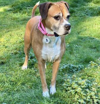 Boxer Dogs Available for Adoption - Puddles | PetCurious