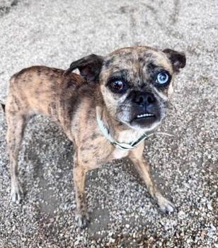 Moody -  Pug Dog for Adoption in New Orleans, Louisiana - Moody | PetCurious