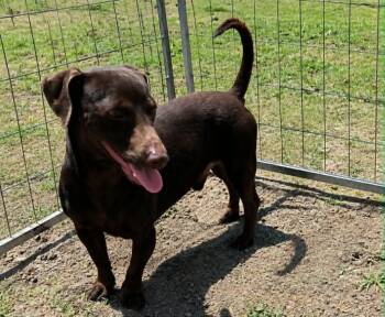 Choco -  Dachshund Dog for Adoption in Minneapolis, Minnesota - Choco | PetCurious