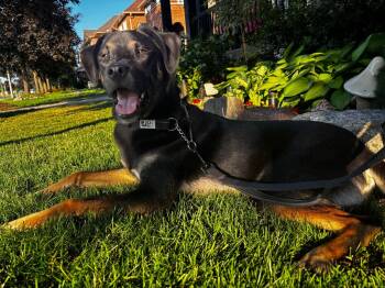 APOLLO - 10 mths -  Rottweiler and German Shepherd Dog Dog for Adoption in Toronto, Ontario - APOLLO - 10 Mths | PetCurious
