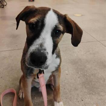 Mixed Breed Dogs Available for Adoption in Bentonville, Arkansas - Copper | PetCurious