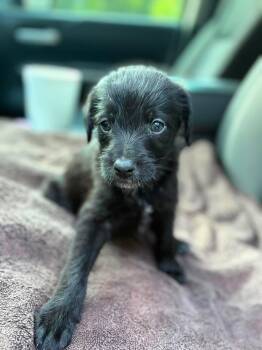 Miller the mixed breed puppy -  Miniature Pinscher and Schnauzer Dog for Adoption in Muskego, Wisconsin - Miller The Mixed Breed Puppy | PetCurious