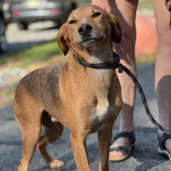 Rescue Beagle and Mountain Cur Dogs for Adoption in Sparta, New Jersey - Shorty | PetCurious