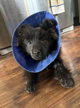 Chow Chow Dogs Available for Adoption - Beth | PetCurious
