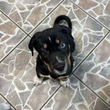 Siberian Husky Dogs Available for Adoption - Augustus | PetCurious