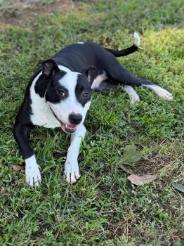 Dahlia -  Mixed Breed Dog for Adoption - Dahlia | PetCurious
