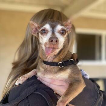 Chihuahua Dogs Available for Adoption - Donna | PetCurious